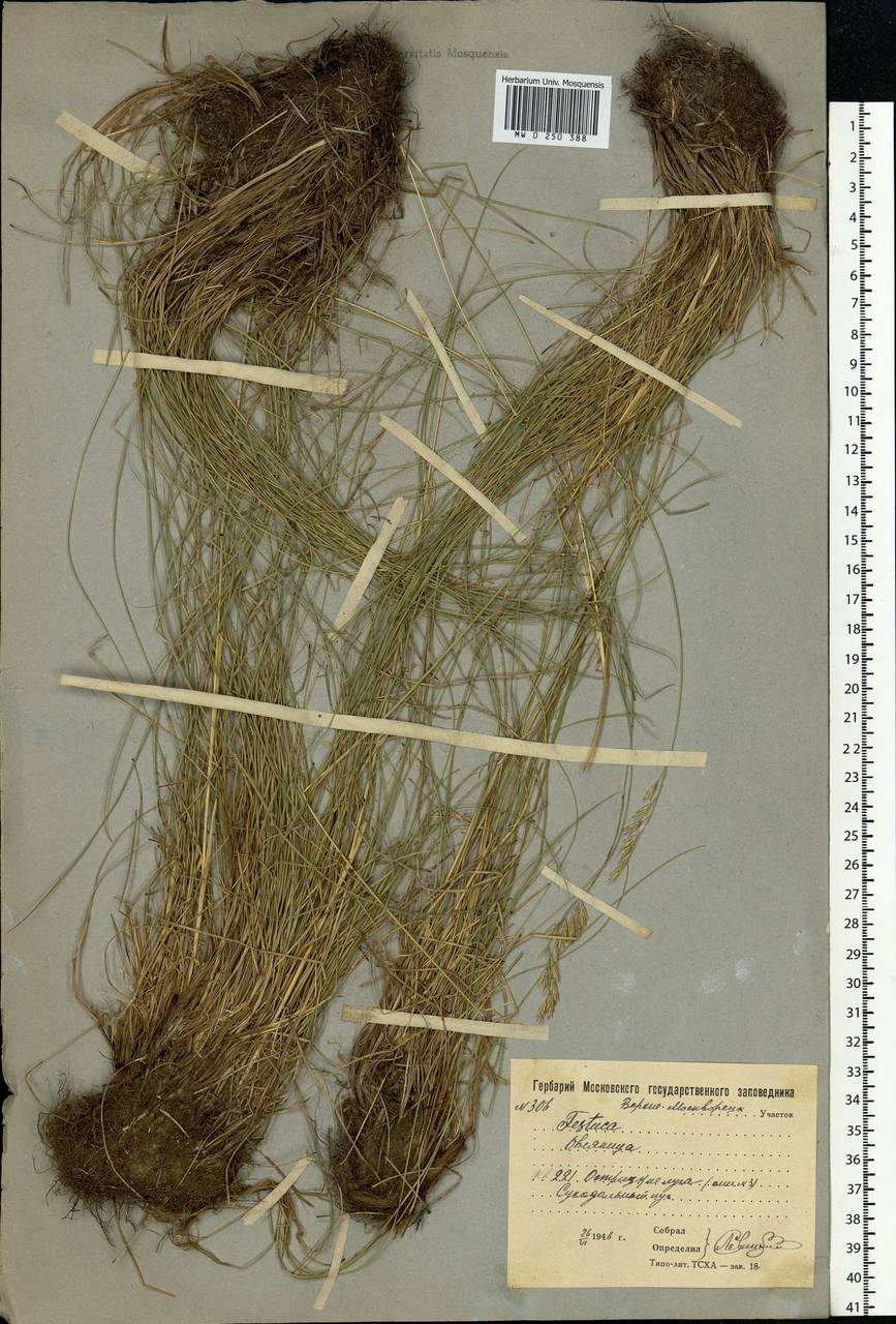 Festuca rubra L., Eastern Europe, Moscow region (E4a) (Russia)