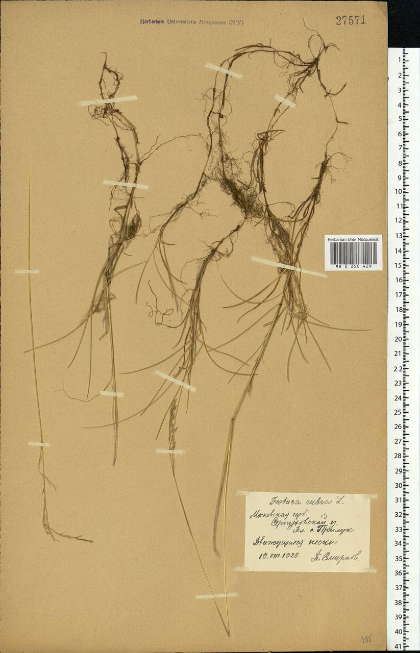 Festuca rubra L., Eastern Europe, Moscow region (E4a) (Russia)