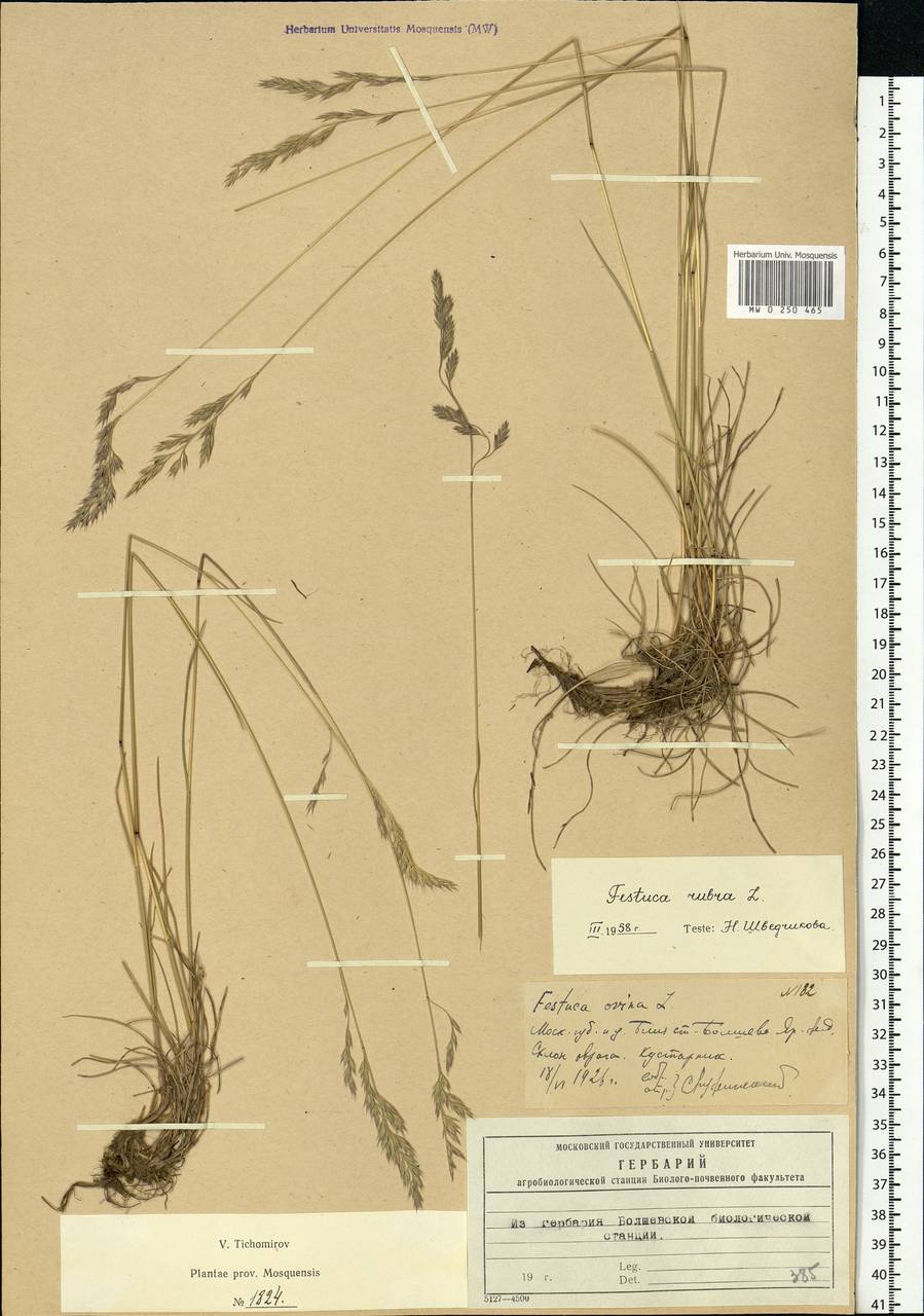 Festuca rubra L., Eastern Europe, Moscow region (E4a) (Russia)
