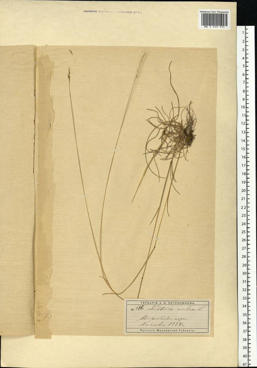 Festuca rubra L., Eastern Europe, Moscow region (E4a) (Russia)
