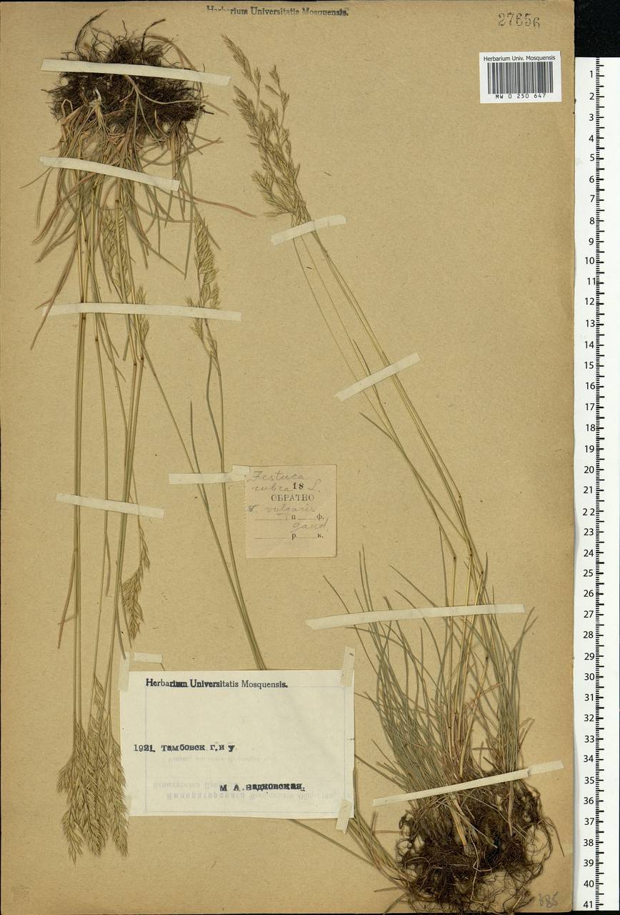 Festuca rubra L., Eastern Europe, Central forest-and-steppe region (E6) (Russia)