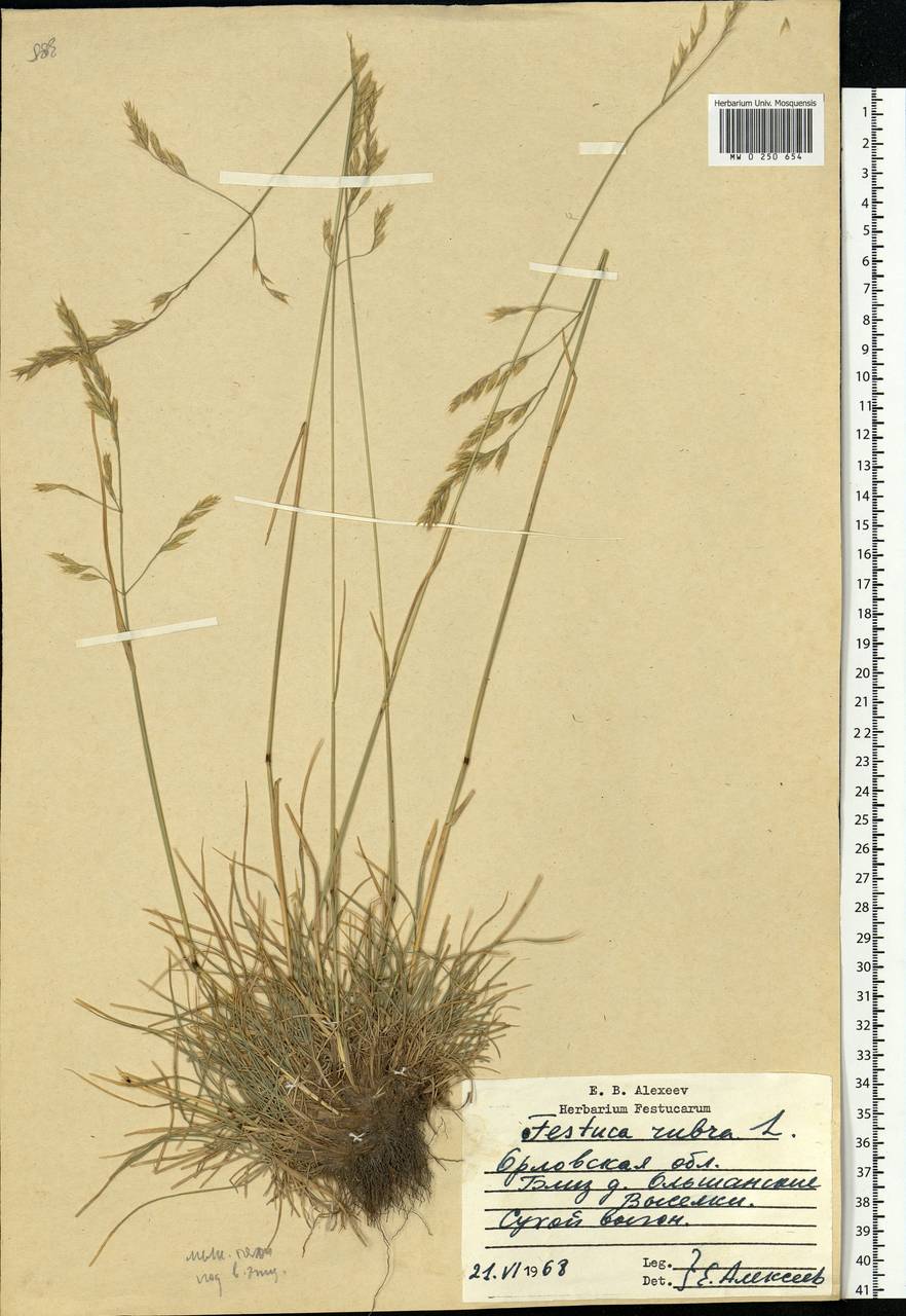 Festuca rubra L., Eastern Europe, Central forest-and-steppe region (E6) (Russia)