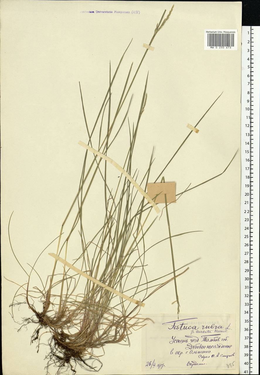 Festuca rubra L., Eastern Europe, Central forest-and-steppe region (E6) (Russia)