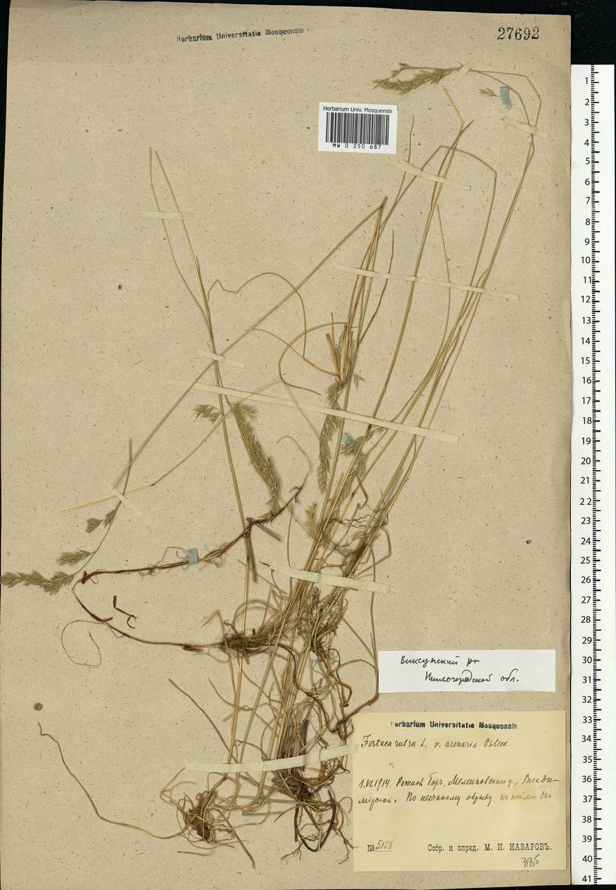 Festuca rubra L., Eastern Europe, Volga-Kama region (E7) (Russia)