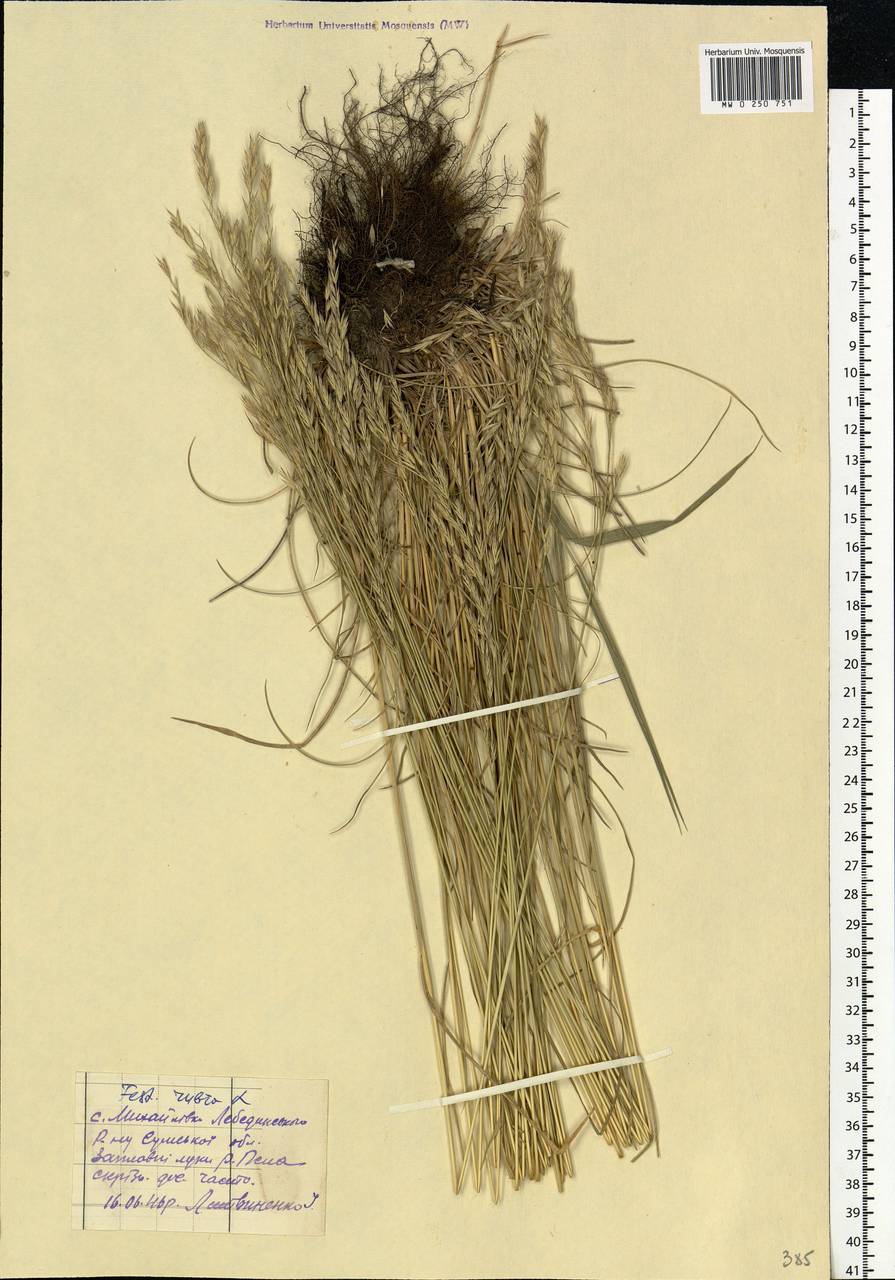 Festuca rubra L., Eastern Europe, North Ukrainian region (E11) (Ukraine)