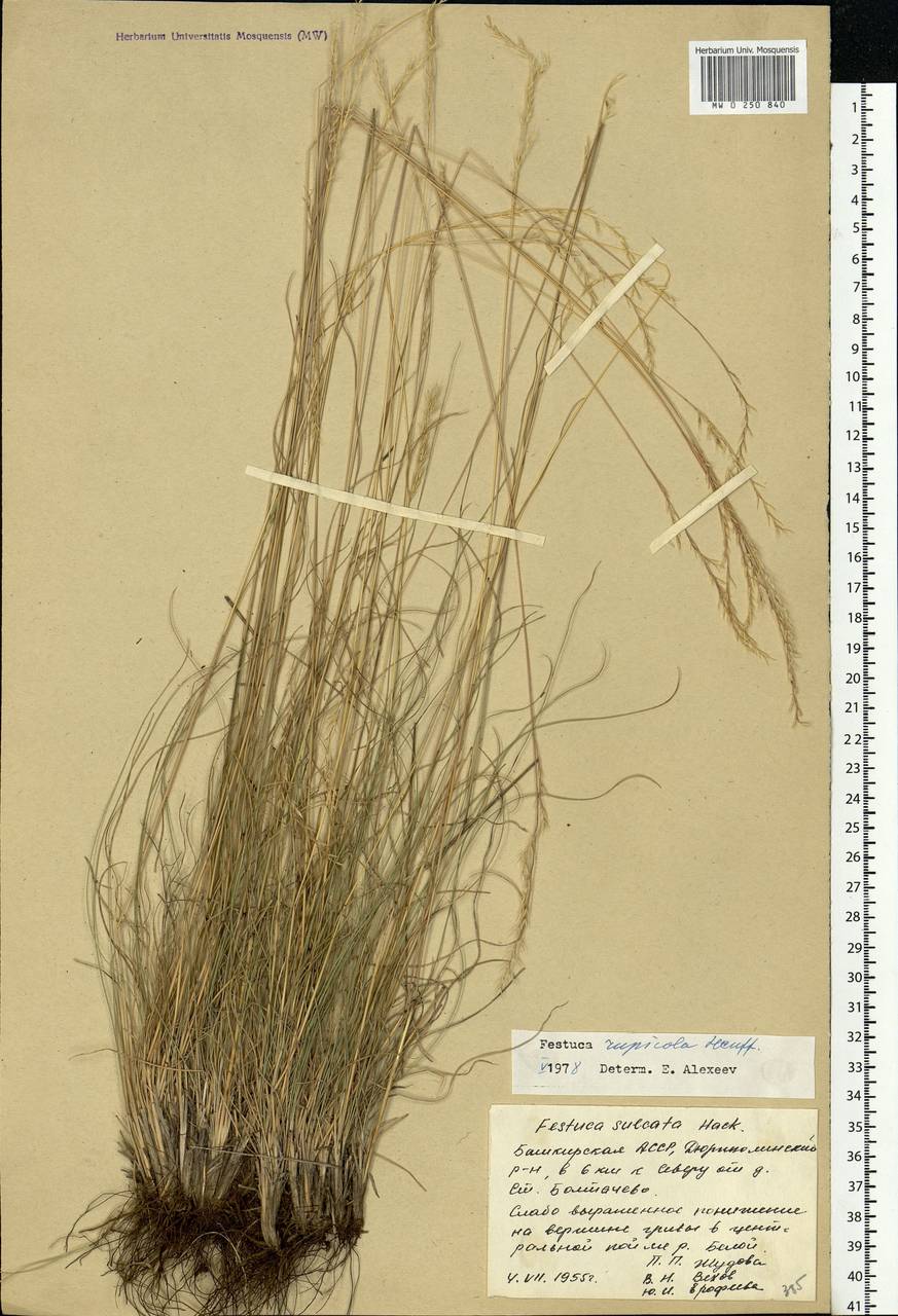 Festuca rupicola Heuff., Eastern Europe, Eastern region (E10) (Russia)