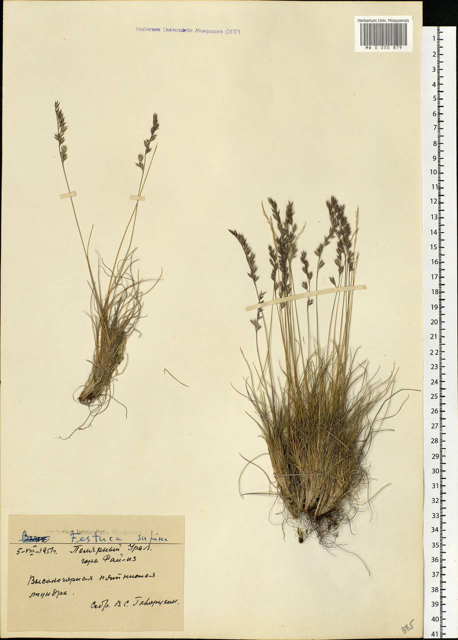 Festuca airoides Lam., Siberia, Western Siberia (S1) (Russia)