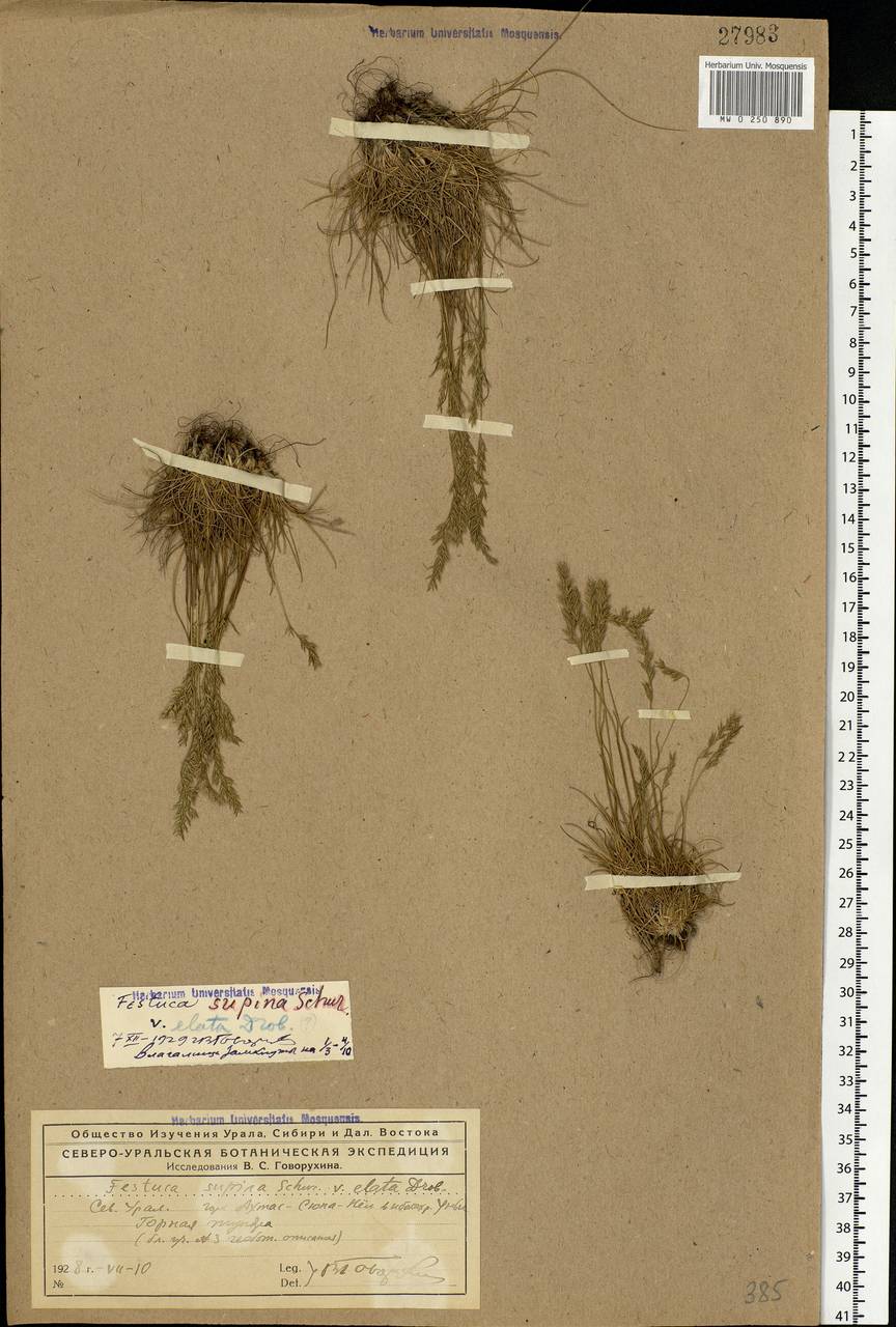Festuca airoides Lam., Eastern Europe, Northern region (E1) (Russia)