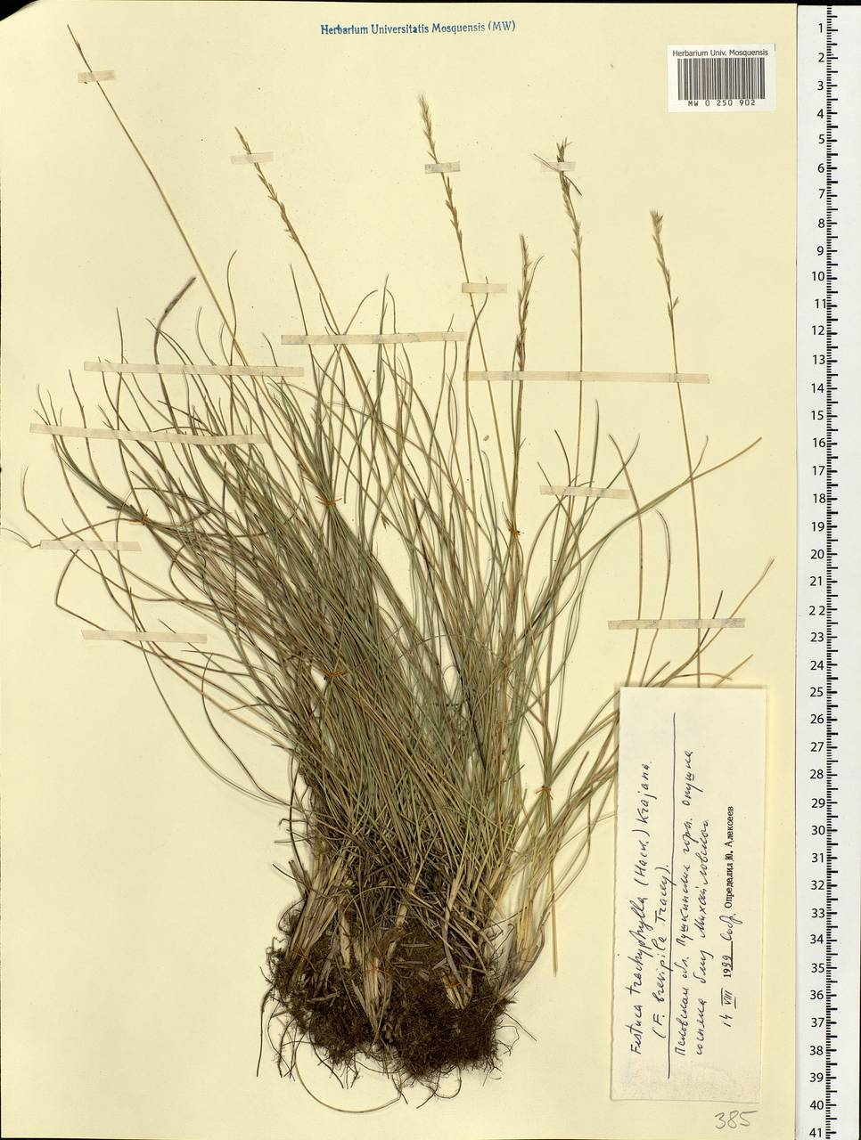 Festuca trachyphylla (Hack.) Hack., Eastern Europe, North-Western region (E2) (Russia)