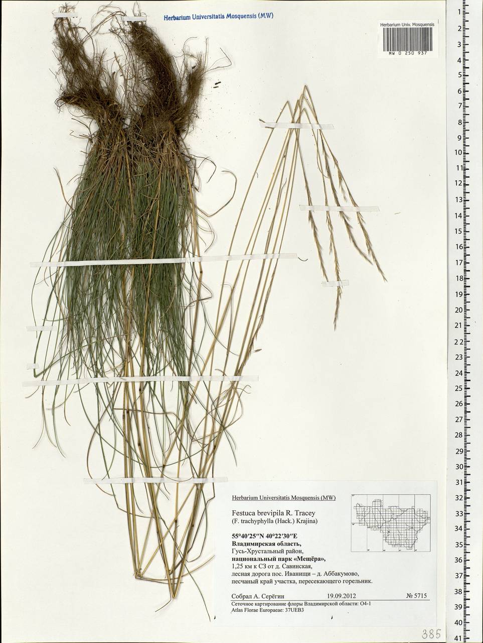 Festuca trachyphylla (Hack.) Hack., Eastern Europe, Central region (E4) (Russia)