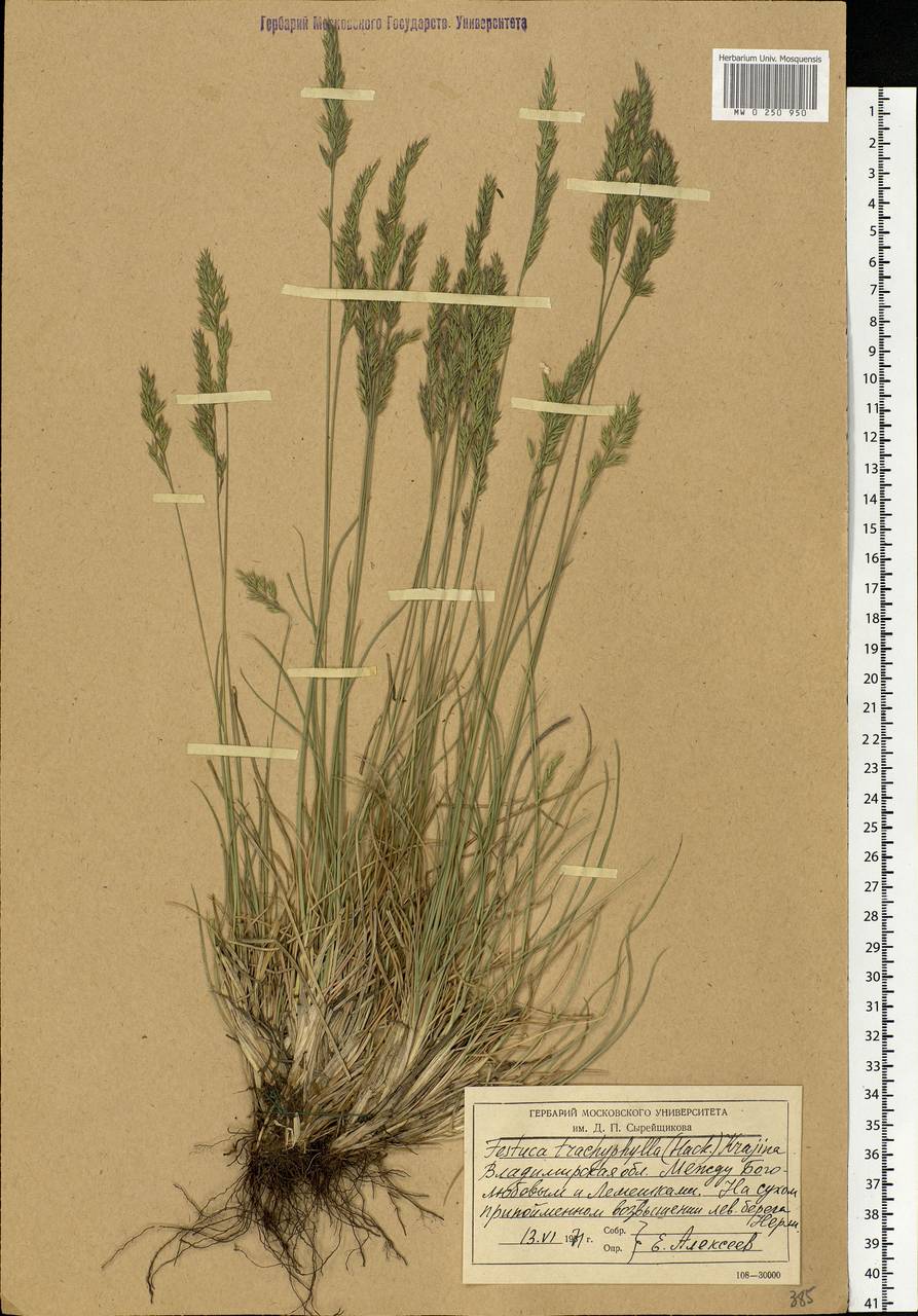 Festuca trachyphylla (Hack.) Hack., Eastern Europe, Central region (E4) (Russia)