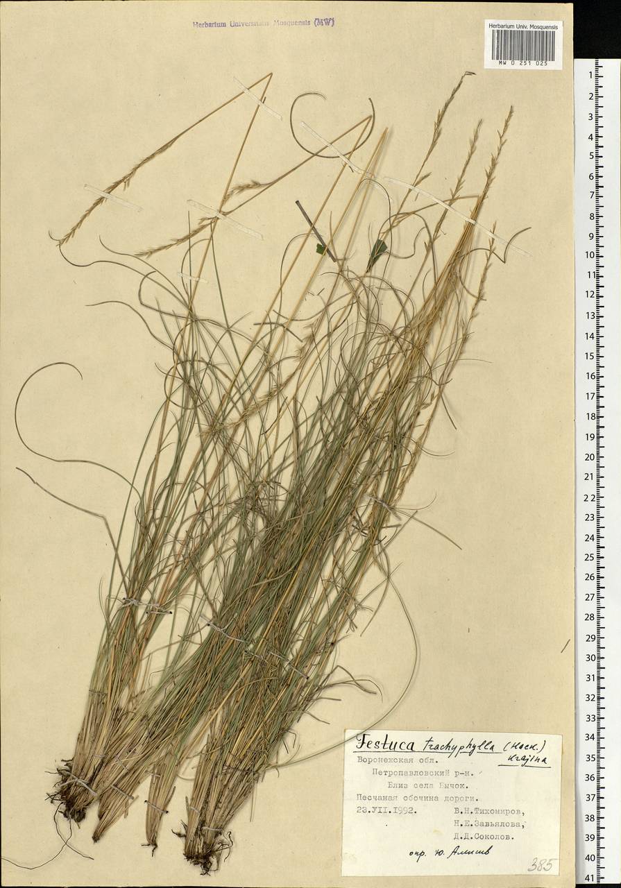 Festuca trachyphylla (Hack.) Hack., Eastern Europe, Central forest-and-steppe region (E6) (Russia)
