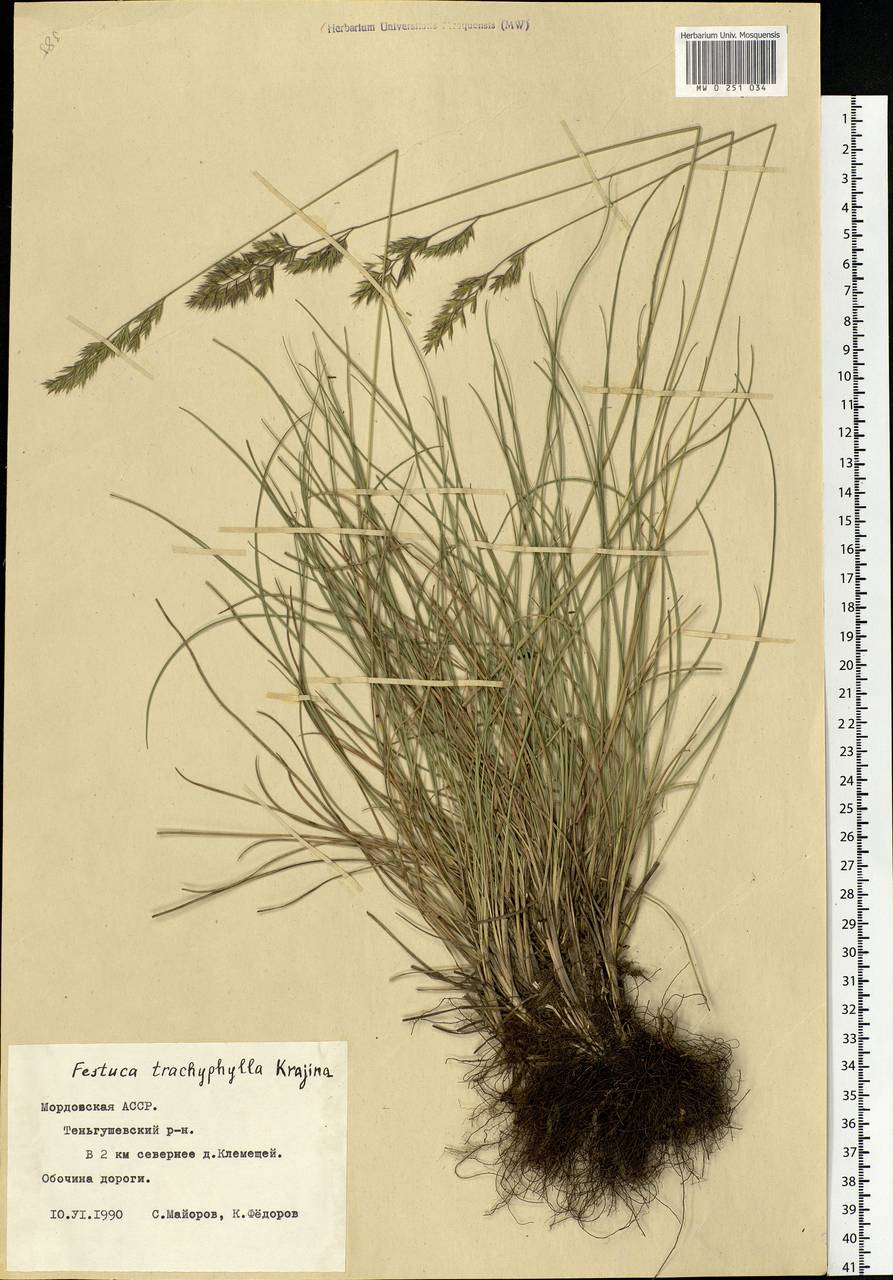Festuca trachyphylla (Hack.) Hack., Eastern Europe, Middle Volga region (E8) (Russia)