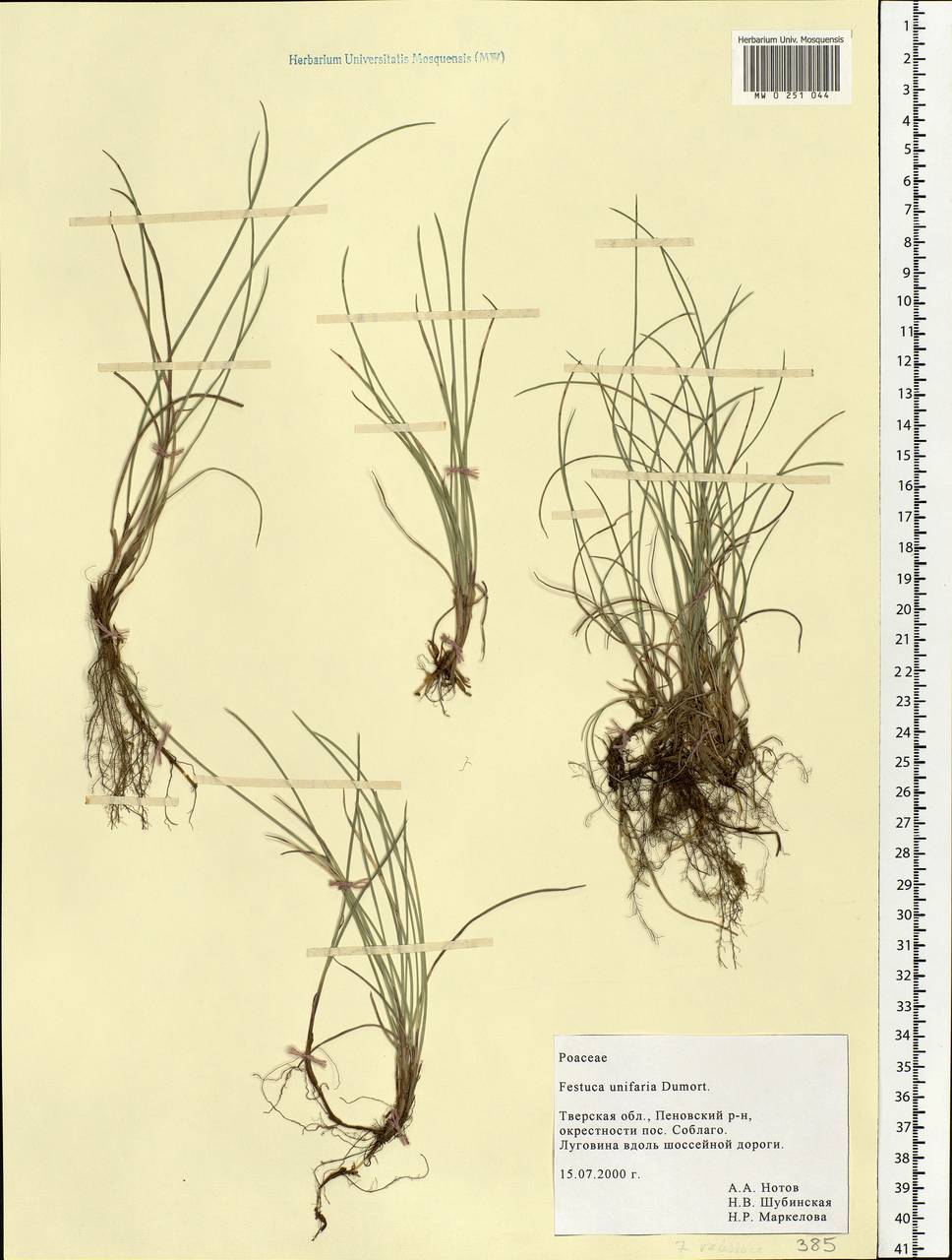 Festuca rubra L., Eastern Europe, North-Western region (E2) (Russia)