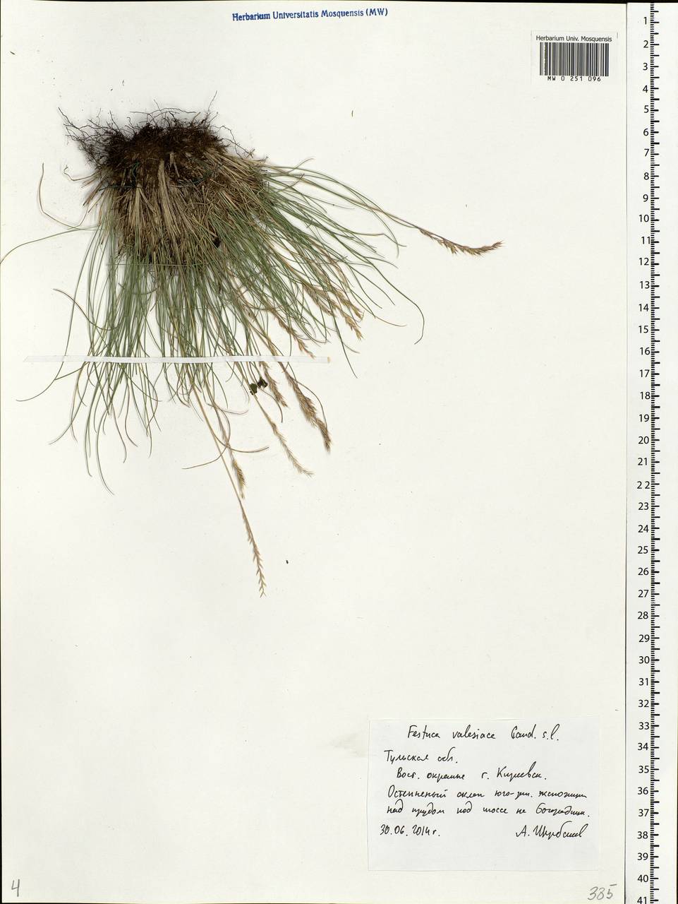 Festuca valesiaca Schleich. ex Gaudin, Eastern Europe, Central region (E4) (Russia)