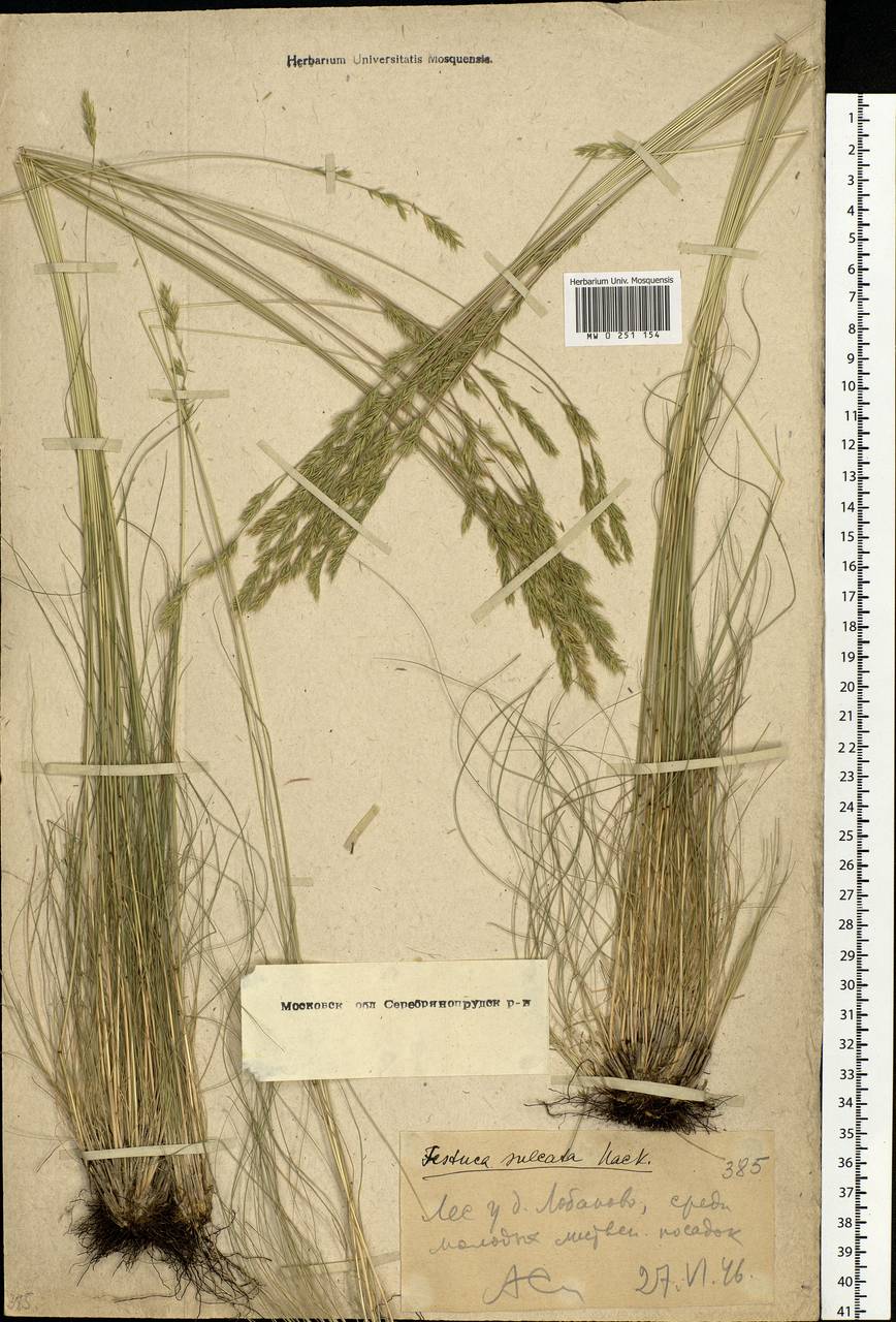 Festuca valesiaca Schleich. ex Gaudin, Eastern Europe, Moscow region (E4a) (Russia)