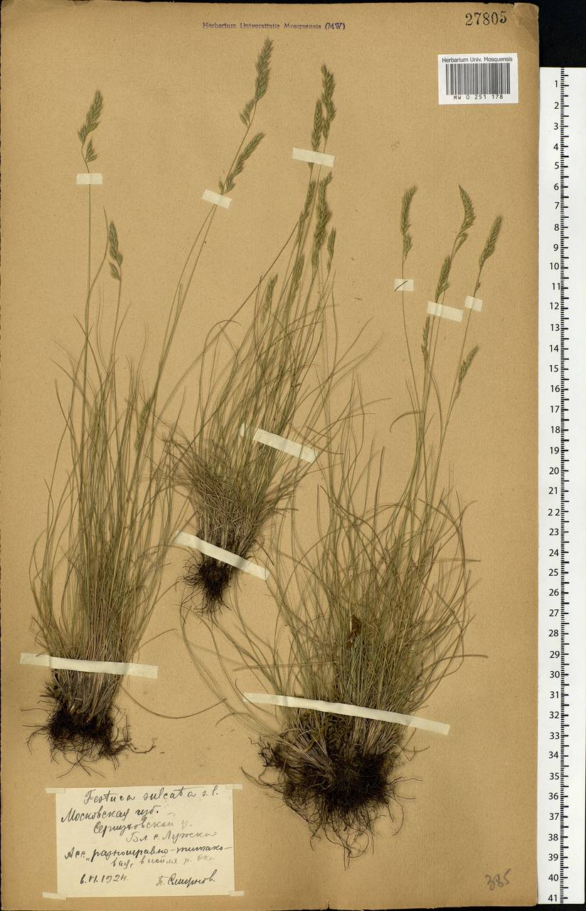 Festuca valesiaca Schleich. ex Gaudin, Eastern Europe, Moscow region (E4a) (Russia)