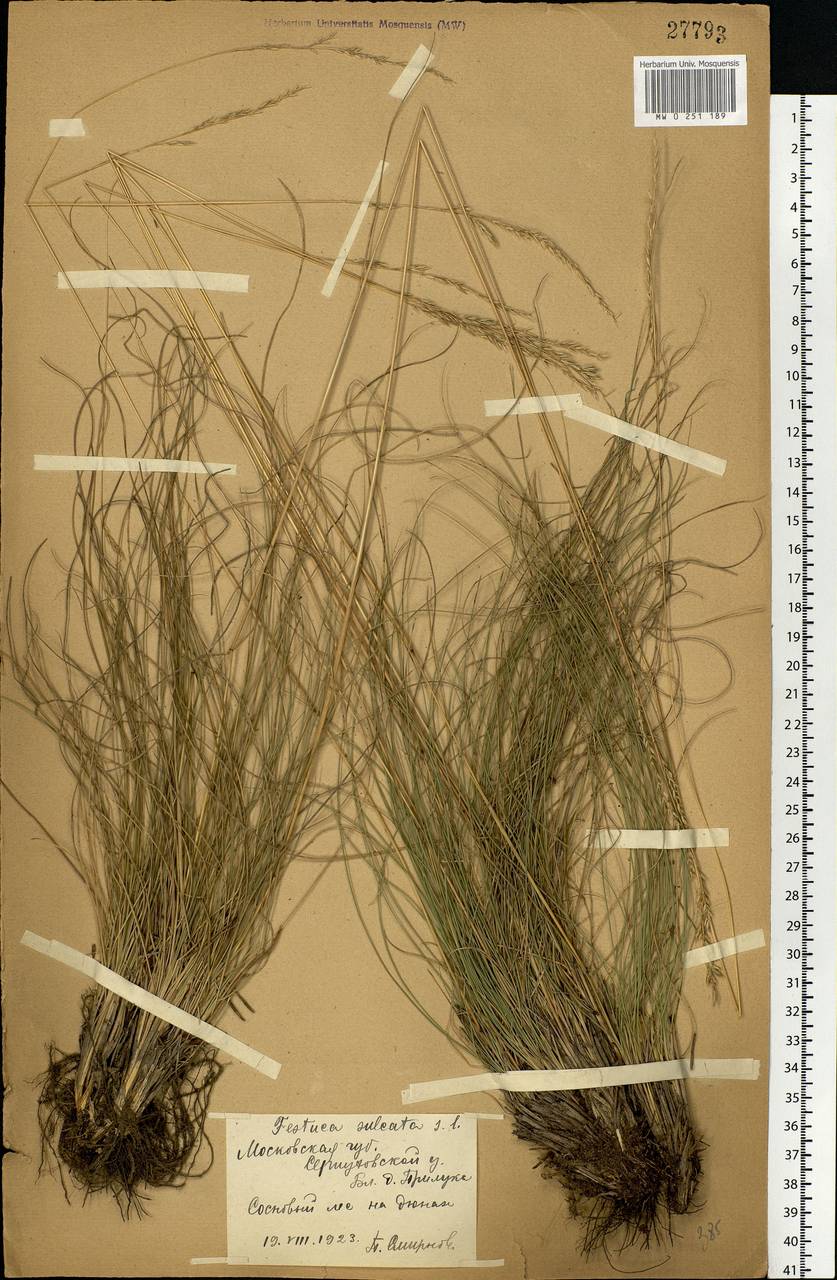 Festuca valesiaca Schleich. ex Gaudin, Eastern Europe, Moscow region (E4a) (Russia)