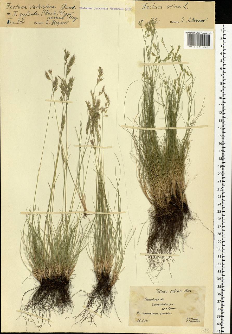 Festuca valesiaca Schleich. ex Gaudin, Eastern Europe, Moscow region (E4a) (Russia)