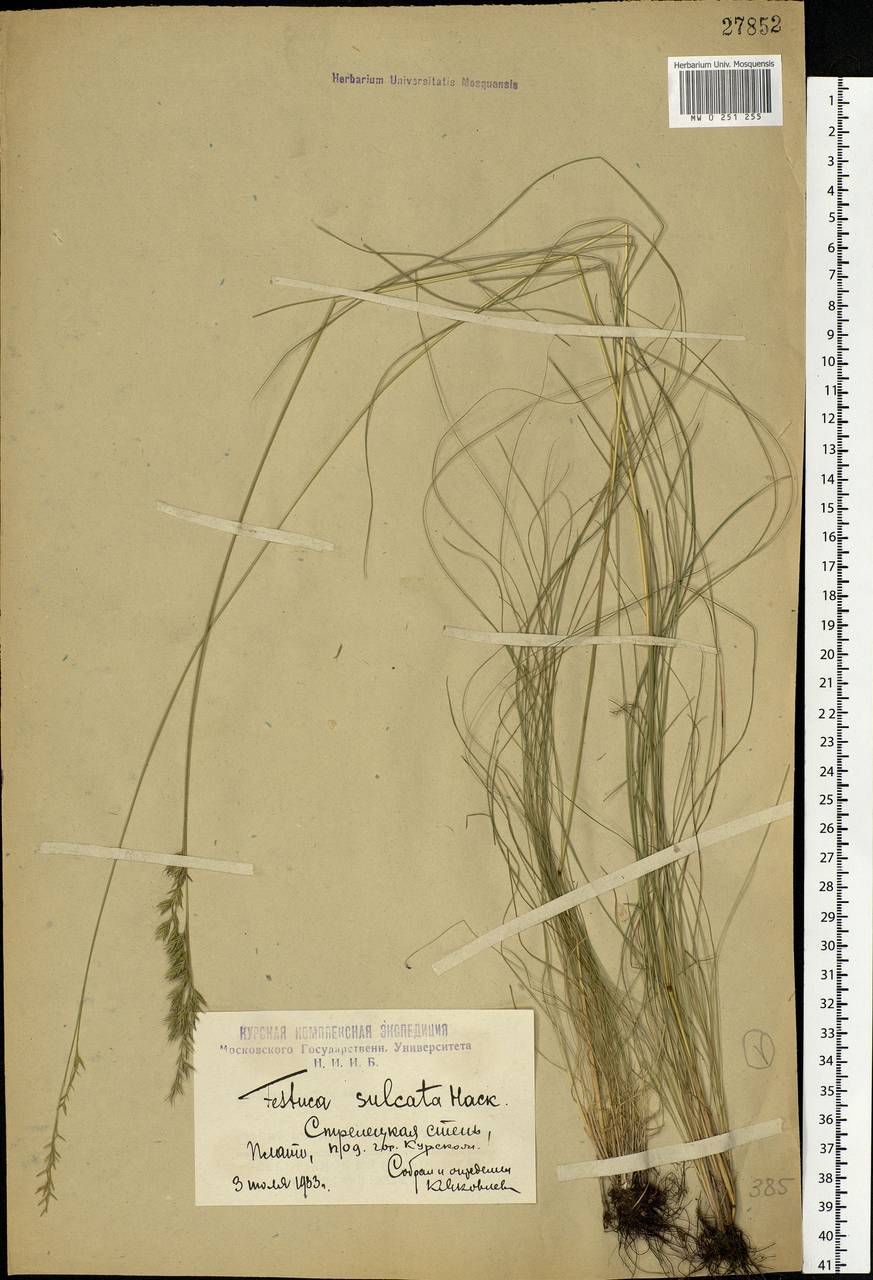 Festuca valesiaca Schleich. ex Gaudin, Eastern Europe, Central forest-and-steppe region (E6) (Russia)