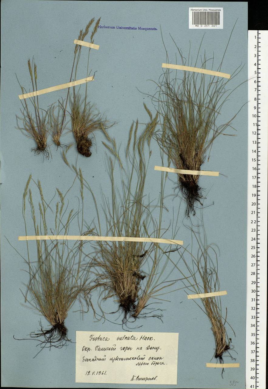 Festuca valesiaca Schleich. ex Gaudin, Eastern Europe, Central forest-and-steppe region (E6) (Russia)