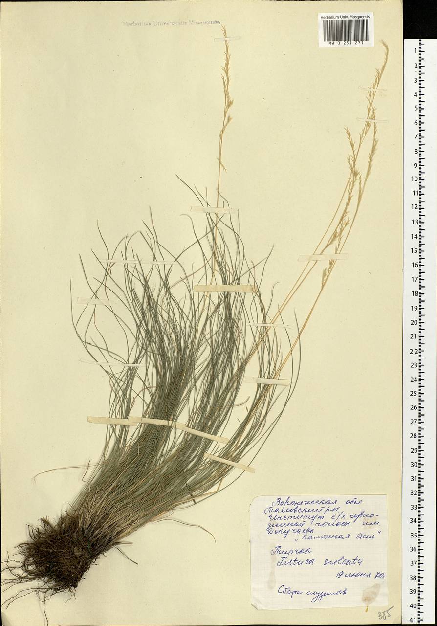 Festuca valesiaca Schleich. ex Gaudin, Eastern Europe, Central forest-and-steppe region (E6) (Russia)