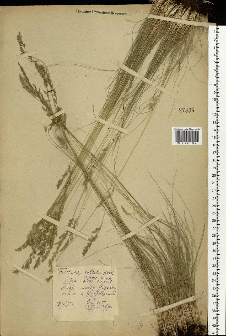 Festuca valesiaca Schleich. ex Gaudin, Eastern Europe, Central forest-and-steppe region (E6) (Russia)