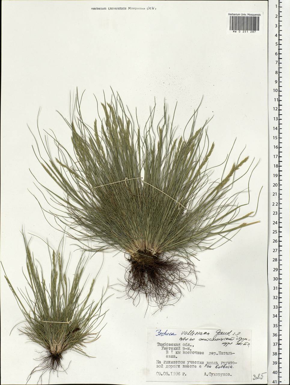 Festuca valesiaca Schleich. ex Gaudin, Eastern Europe, Central forest-and-steppe region (E6) (Russia)