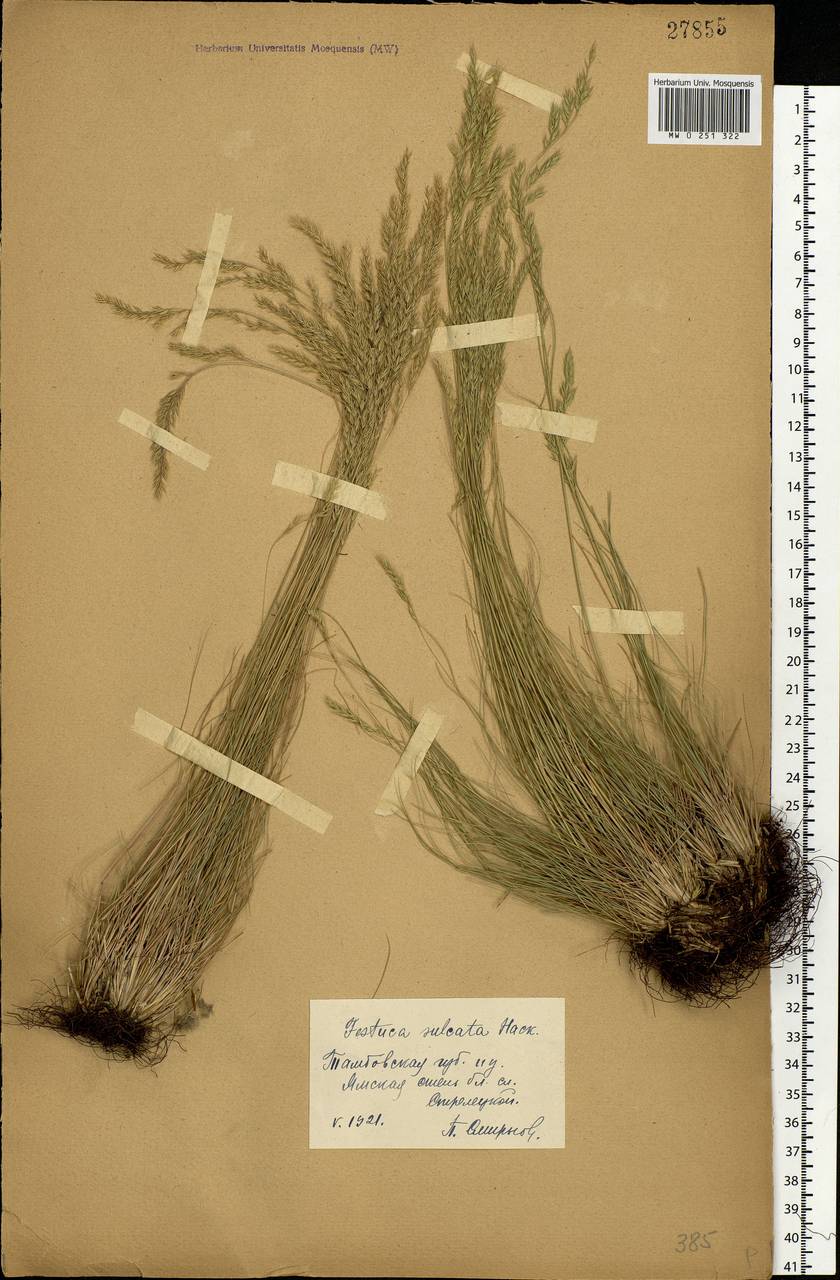 Festuca valesiaca Schleich. ex Gaudin, Eastern Europe, Central forest-and-steppe region (E6) (Russia)