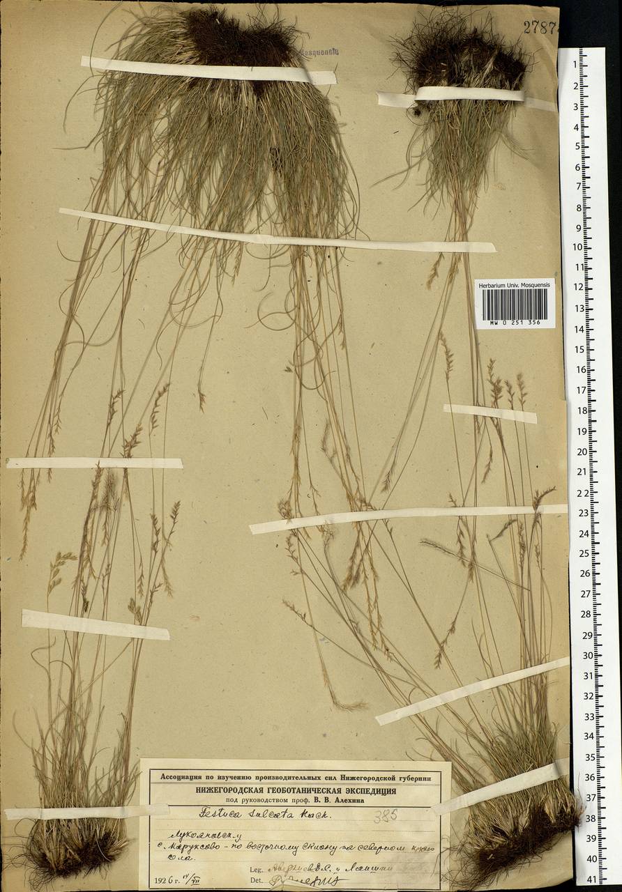 Festuca valesiaca Schleich. ex Gaudin, Eastern Europe, Volga-Kama region (E7) (Russia)