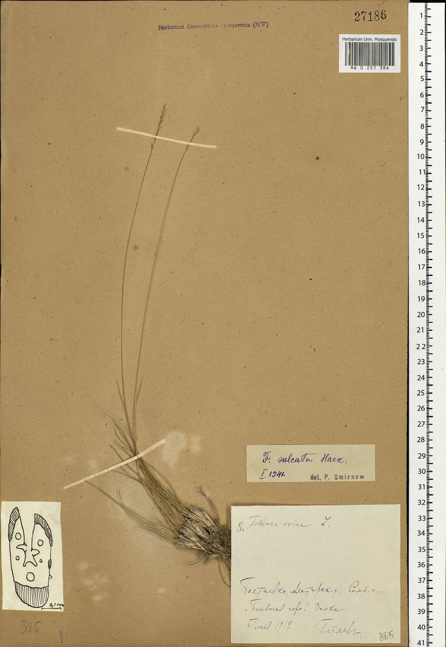 Festuca valesiaca Schleich. ex Gaudin, Eastern Europe, Middle Volga region (E8) (Russia)