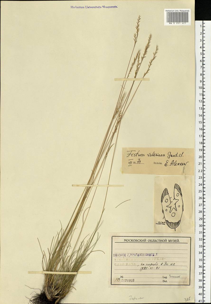 Festuca valesiaca Schleich. ex Gaudin, Eastern Europe, Middle Volga region (E8) (Russia)