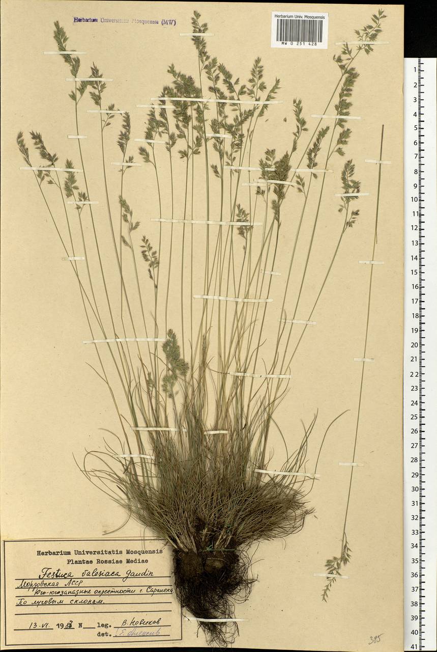 Festuca valesiaca Schleich. ex Gaudin, Eastern Europe, Middle Volga region (E8) (Russia)
