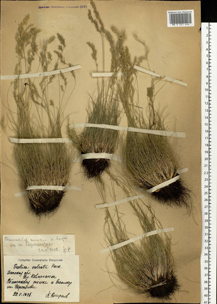 Festuca valesiaca Schleich. ex Gaudin, Eastern Europe, Rostov Oblast (E12a) (Russia)