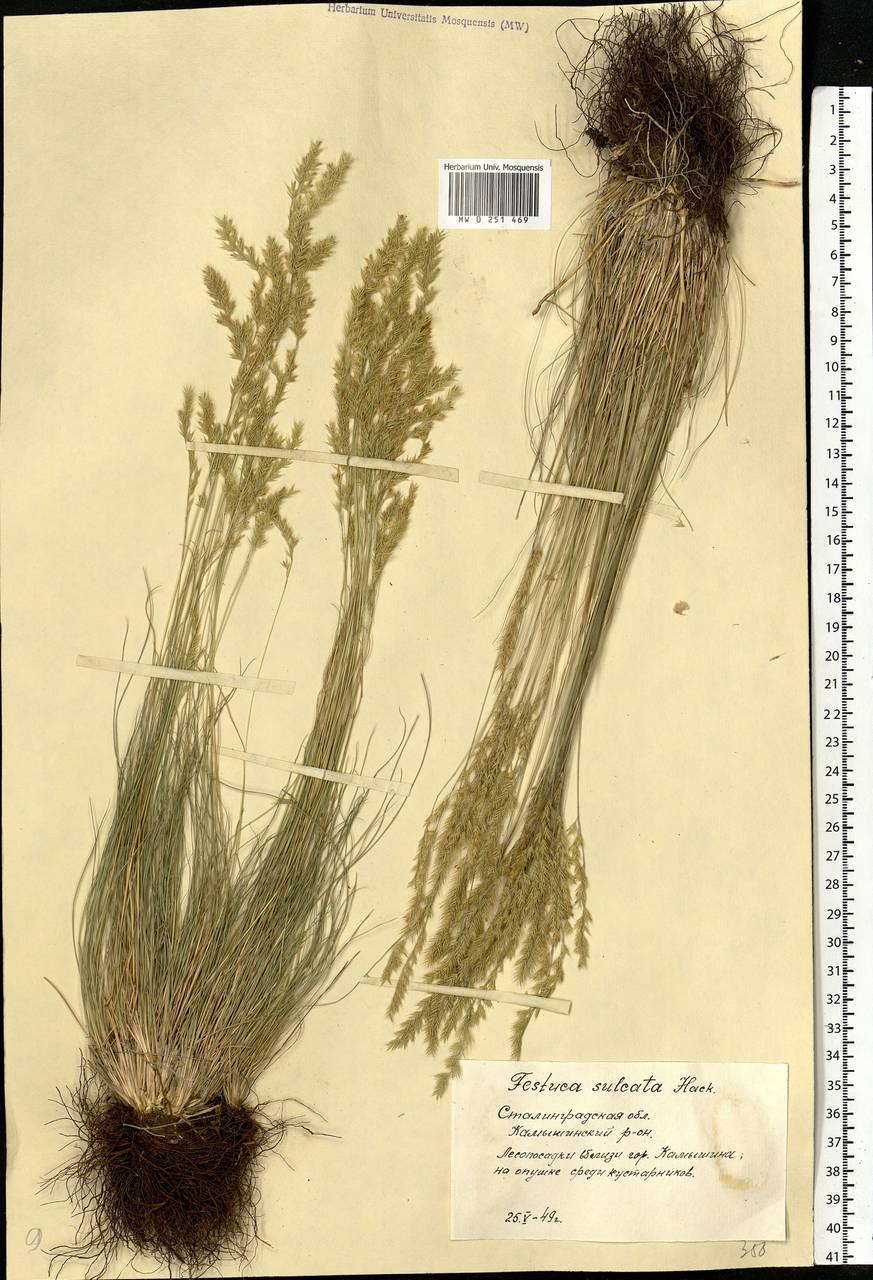 Festuca valesiaca Schleich. ex Gaudin, Eastern Europe, Lower Volga region (E9) (Russia)