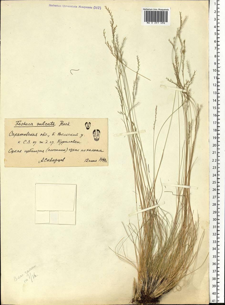 Festuca valesiaca Schleich. ex Gaudin, Eastern Europe, Lower Volga region (E9) (Russia)