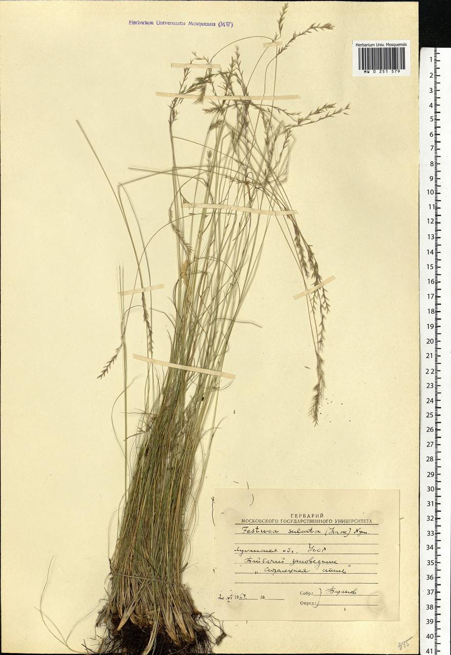 Festuca valesiaca Schleich. ex Gaudin, Eastern Europe, North Ukrainian region (E11) (Ukraine)