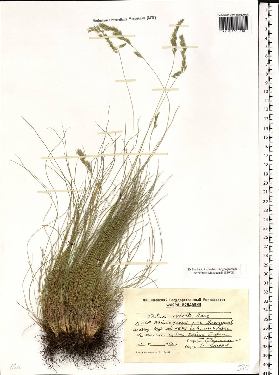 Festuca valesiaca Schleich. ex Gaudin, Eastern Europe, Moldova (E13a) (Moldova)
