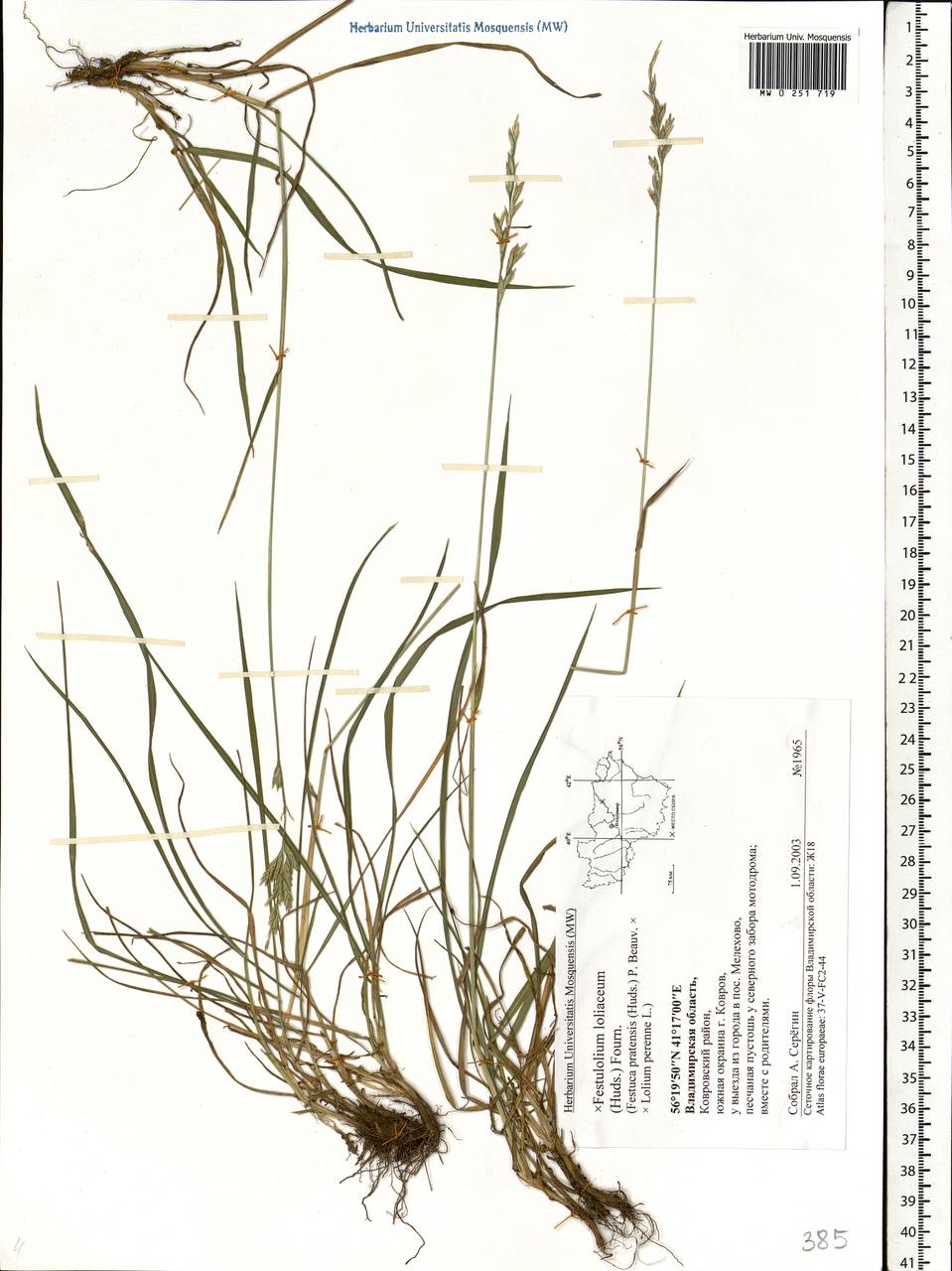 Festulolium loliaceum (Huds.) P.Fourn., Eastern Europe, Central region (E4) (Russia)
