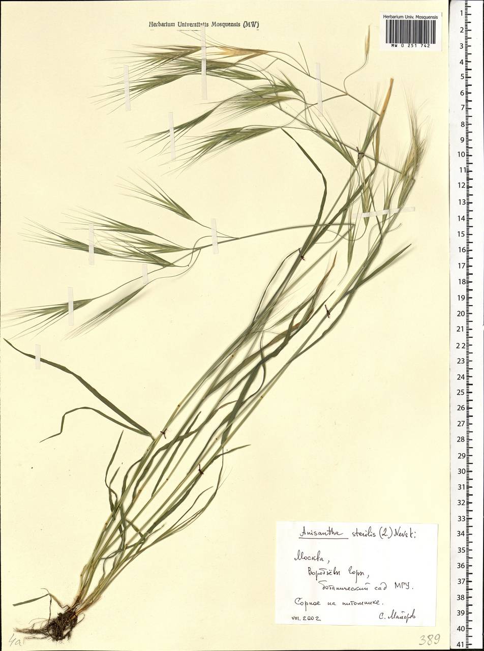 Bromus sterilis L., Eastern Europe, Moscow region (E4a) (Russia)