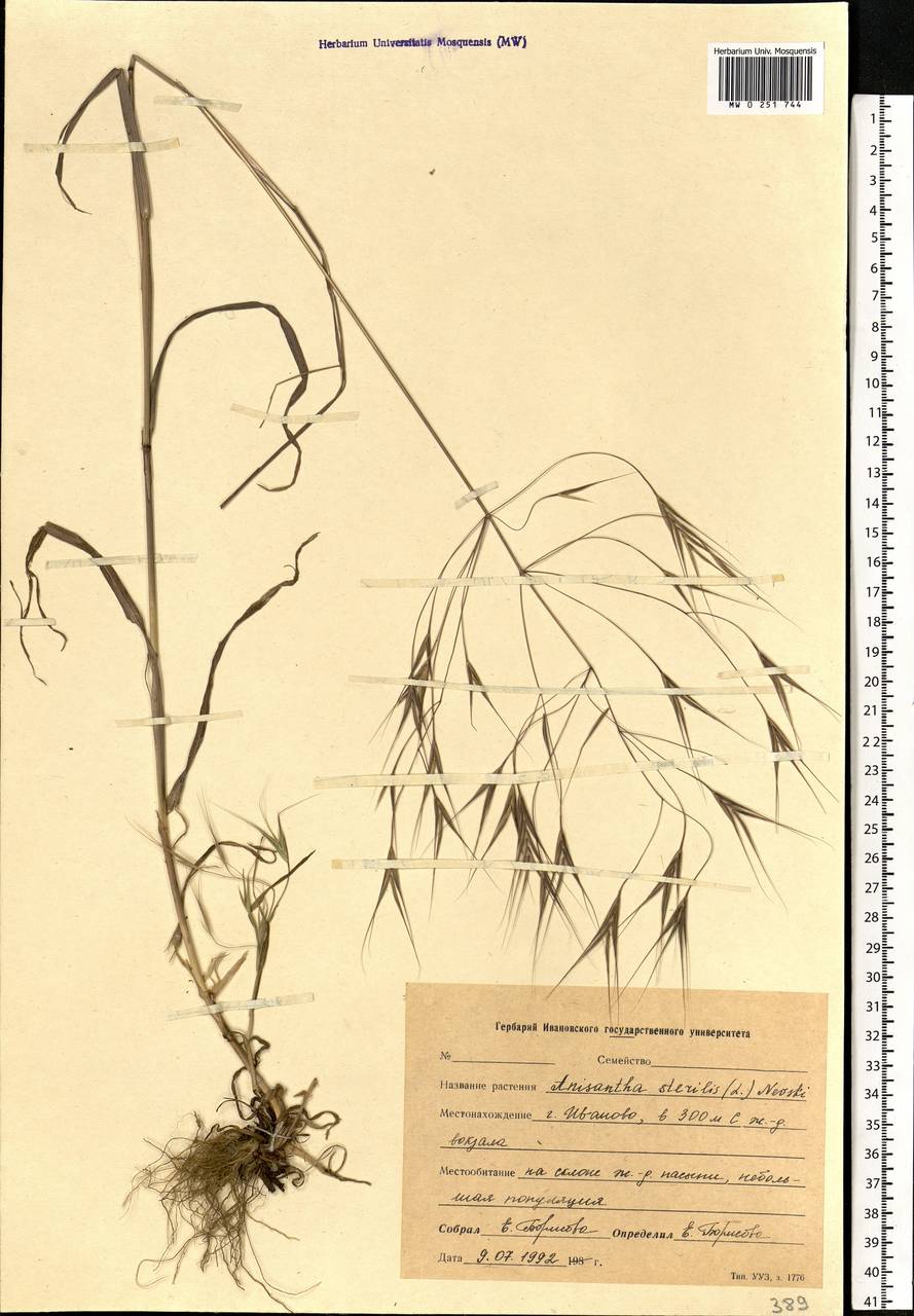 Bromus sterilis L., Eastern Europe, Central forest region (E5) (Russia)