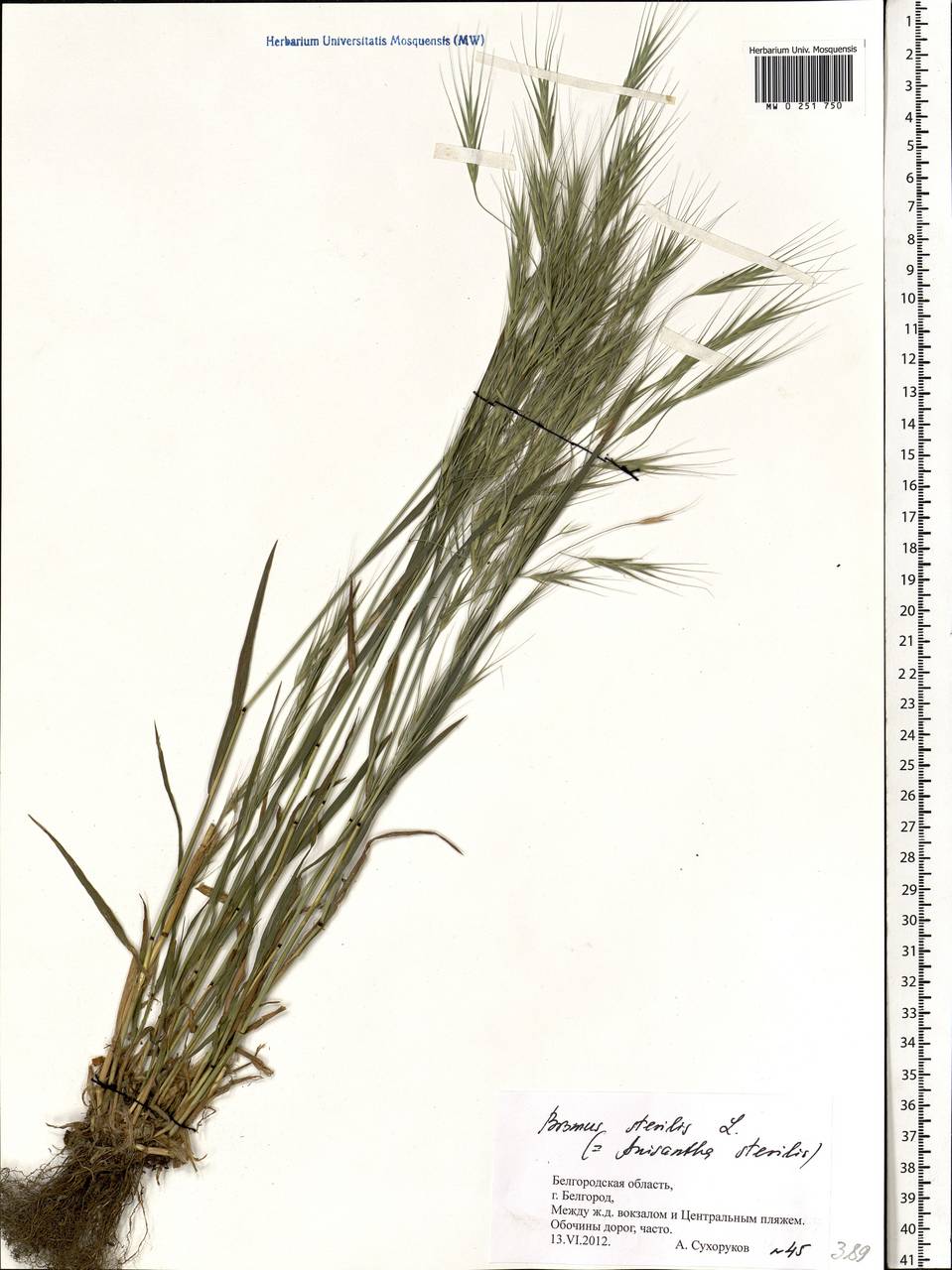 Bromus sterilis L., Eastern Europe, Central forest-and-steppe region (E6) (Russia)