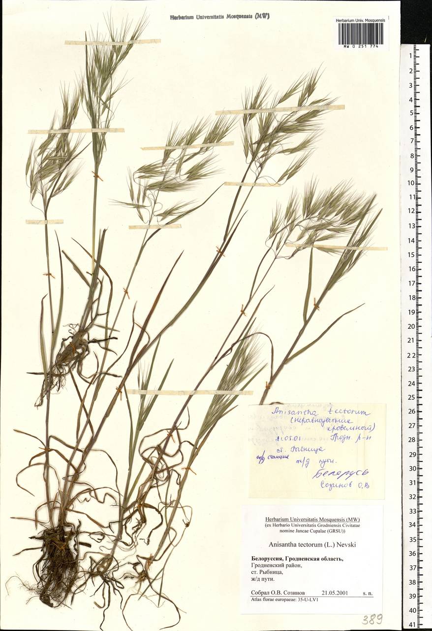 Bromus tectorum L., Eastern Europe, Belarus (E3a) (Belarus)