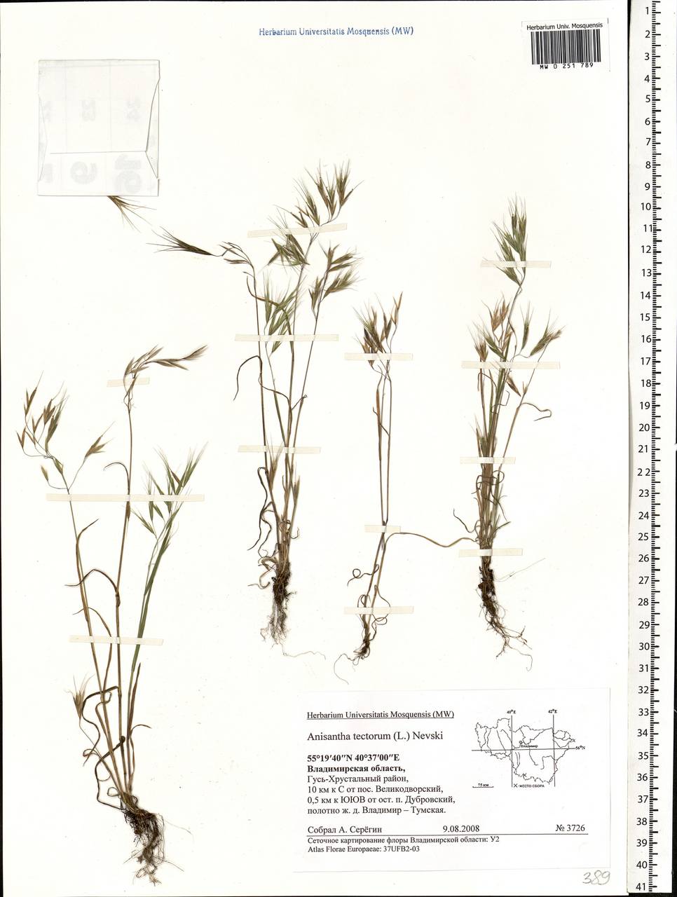 Bromus tectorum L., Eastern Europe, Central region (E4) (Russia)