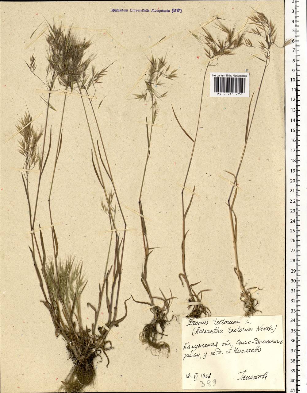 Bromus tectorum L., Eastern Europe, Central region (E4) (Russia)