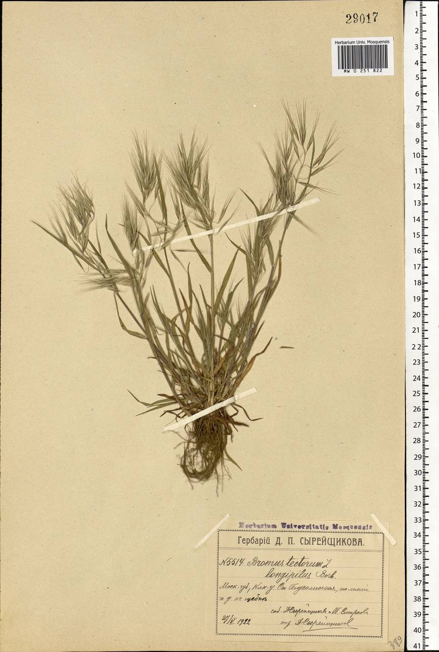 Bromus tectorum L., Eastern Europe, Moscow region (E4a) (Russia)