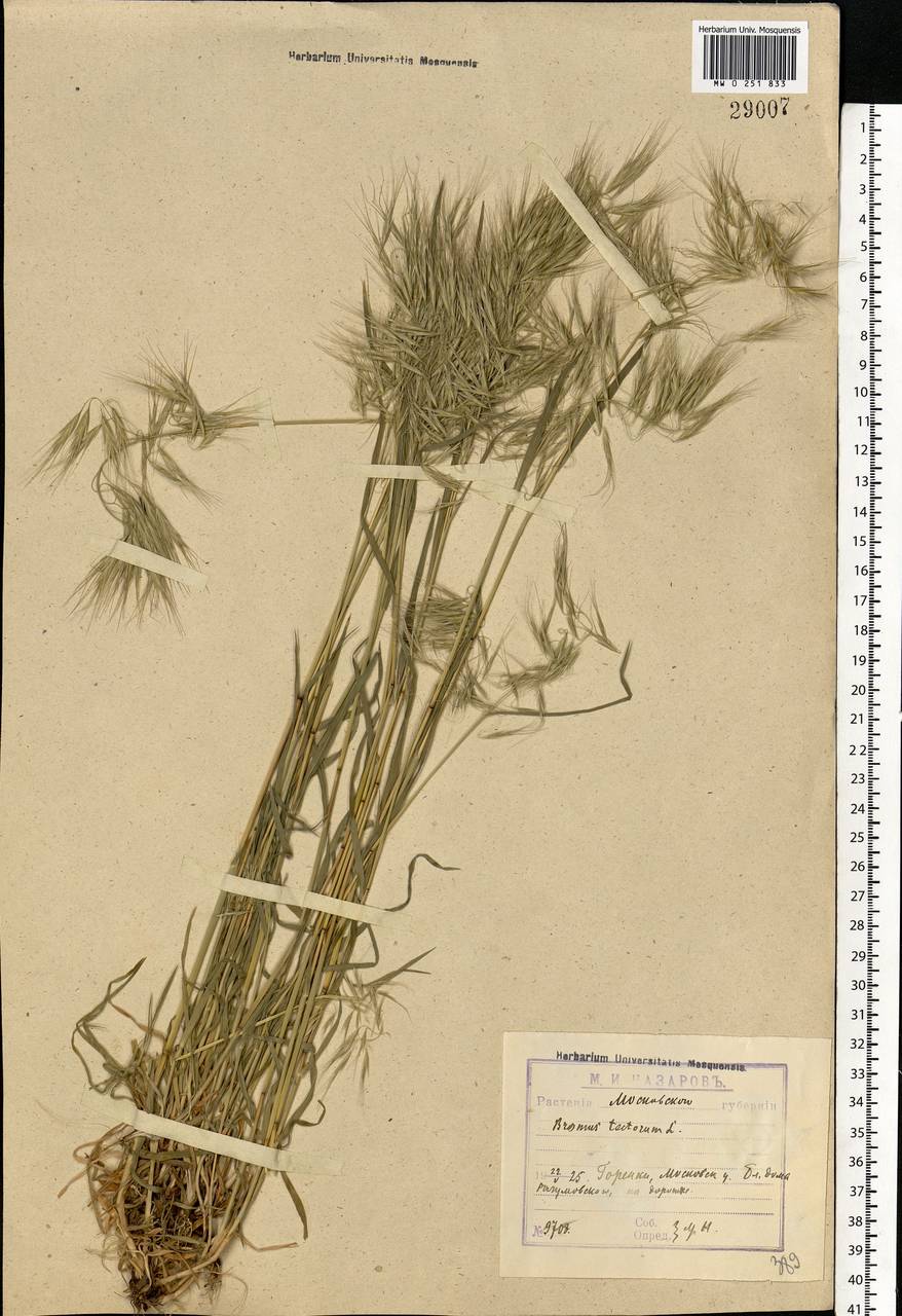 Bromus tectorum L., Eastern Europe, Moscow region (E4a) (Russia)