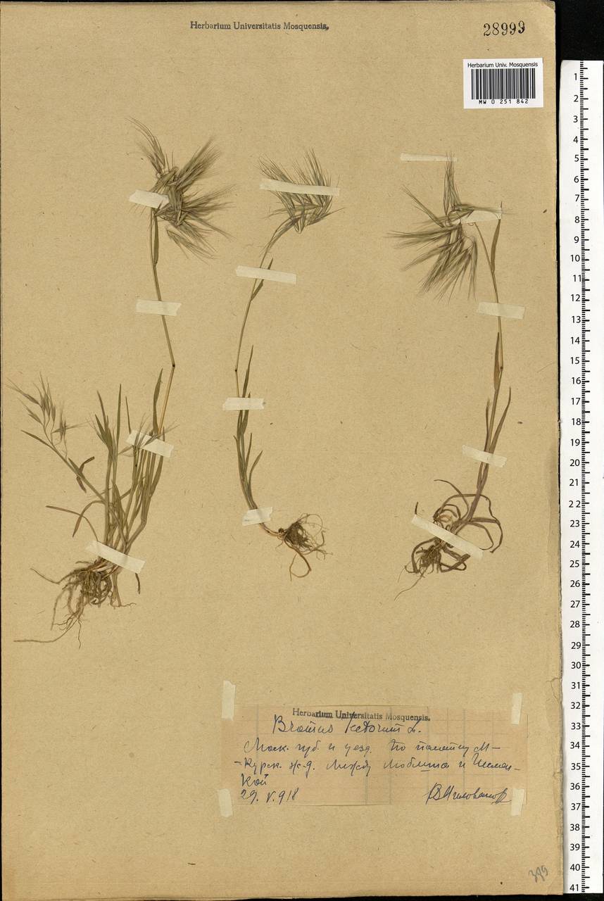 Bromus tectorum L., Eastern Europe, Moscow region (E4a) (Russia)