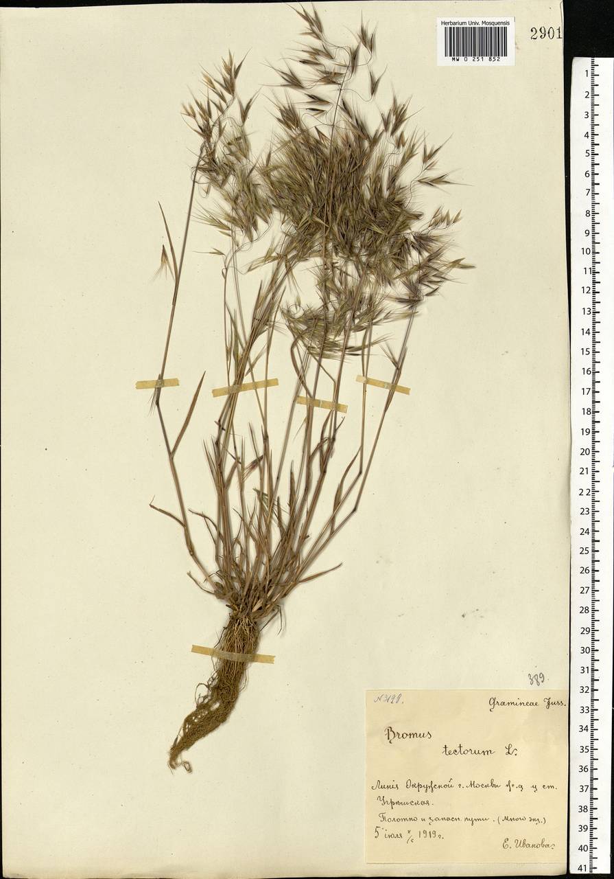 Bromus tectorum L., Eastern Europe, Moscow region (E4a) (Russia)