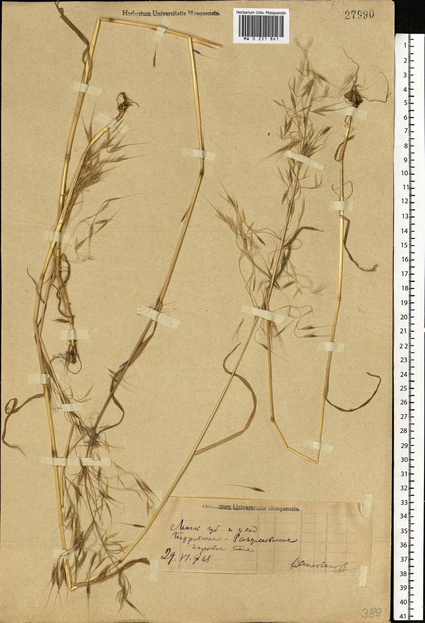 Bromus tectorum L., Eastern Europe, Moscow region (E4a) (Russia)